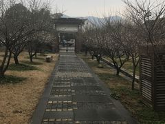 -香雪海