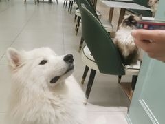 -安格丽娜·狗咖·猫咖羊驼咖(春熙路百盛商场店)