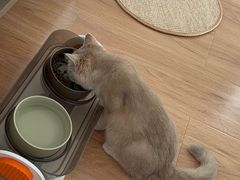 -猫十亿·布偶金渐层·曼基康矮脚猫舍(青年路店)