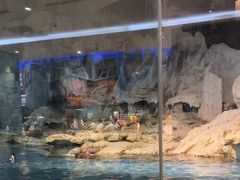 -帝企鹅自助餐厅•儿童岛•真企鹅(长隆企鹅酒店)