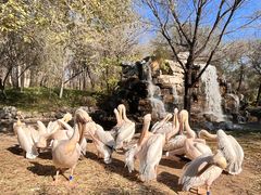 -北京野生动物园