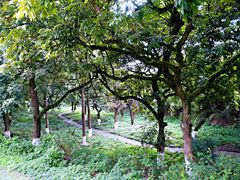 -张坝桂圆林公园