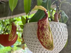 -中国科学院西双版纳热带植物园