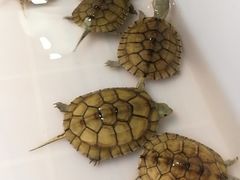 -灵龟之家百象馆(百象馆联合旗舰店)