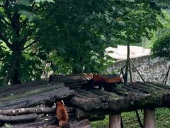 -都江堰中华大熊猫苑