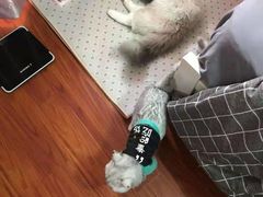 -东方名猫馆·英短金渐层布偶猫舍(环线广场1号楼店)