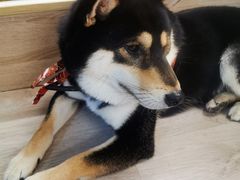 -柴迷FANS CLUB·柴犬狗咖·猫咖