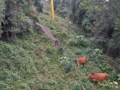 -窦圌山风景区