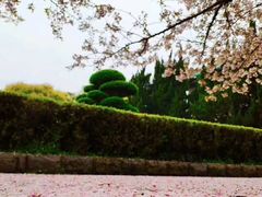 -武汉大学-樱园