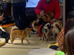 -逗柴咖啡屋·狗咖猫咖宠物桌游