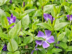 -白塘生态植物园