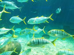 -北戴河圣蓝海洋公园