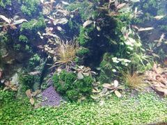 -大自然花鸟鱼虫市场
