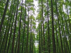 -山王坪喀斯特国家生态公园