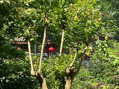 -杭州西湖风景名胜区-三生石
