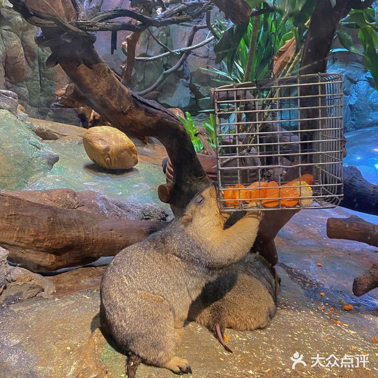 🦒长隆野生动物园游玩攻略｜拒绝踩坑❌注意事项大总结