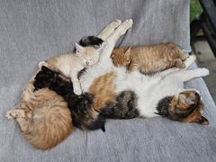 -后海16号·北京私房菜