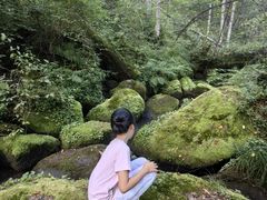 -五营红松林海景区