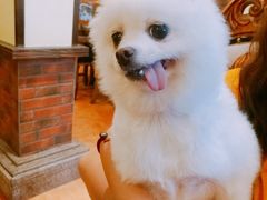 -more than meow吴止猫主题餐厅(承德 中船汇店)