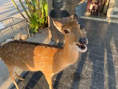 -清迈夜间动物园