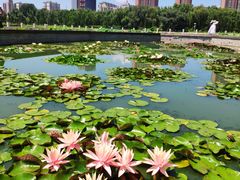 -莲花池公园