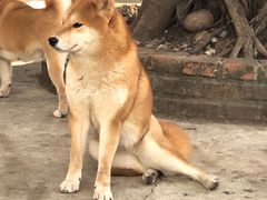 -柴犬高等学院·狗咖·柴犬售卖·宠物训练