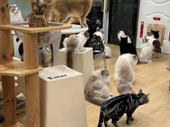 -有喵·猫咖·狗咖·30几只猫10只小狗(岗厦店)