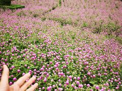 -广州市石门国家森林公园