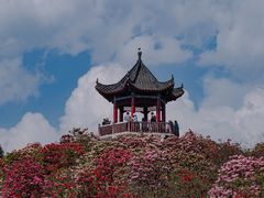 -贵州百里杜鹃风景名胜区