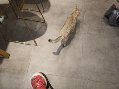 -飞行喵MR PILOT|猫舍·猫咖(静安大融城店)