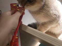 -飞行喵MR PILOT|猫舍·猫咖(静安大融城店)