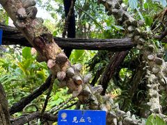 -中国科学院西双版纳热带植物园
