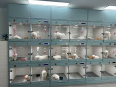 -萌宠之家·腊肠犬·马尔泰·小体犬舍