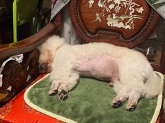 -爱侣宠医·鹦鹉专科·小型哺乳类·异宠专科(灵石路店)