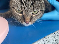 -瑞派申生动物医院·24H夜诊·国际动物医疗中心·骨外科(吴中路店)