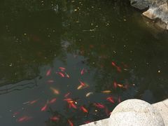 -石老人观光园