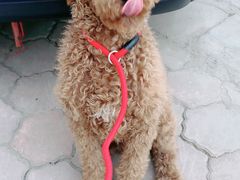 -天使宠物医院·犬猫分诊(彩虹店)