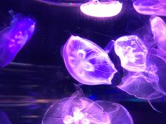 -梦幻海洋王国(吾悦广场张家港店)