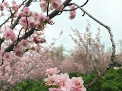 -天适樱花悠乐园