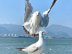 -海埂大坝