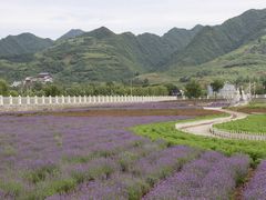 -曲江薰衣草庄园
