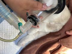 -宠颐生宠物医院·犬猫全科·皮肤科(商业街店)