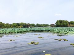 -荷塘月色湿地公园·向阳花洲