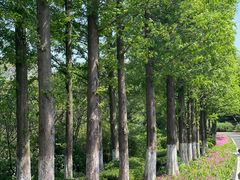 -宜兴龙背山森林公园