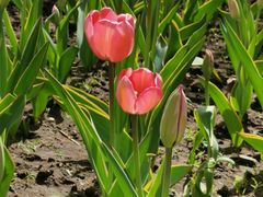 -长春公园(普阳街道)