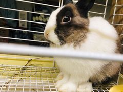 -藦茜花园宠物主题亲子互动体验馆(国顺东路店)