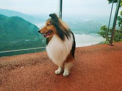 -铁山坪森林公园