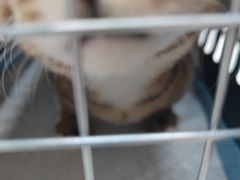-安安宠医宠物医院·异宠·犬猫内科(岳阳分院)