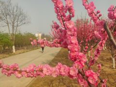 -永定河休闲森林公园