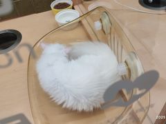 -帕帕拉兹宠物(亚洲旗舰店)